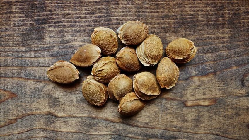 Logia fruits. Apricot Kernel in Wooden Bowl Front Side. Apricot Kernel in Wooden Bowl Front. Apricot Kernel in Wooden Bowl Front view.