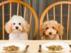 Healthy Recipes for Pets