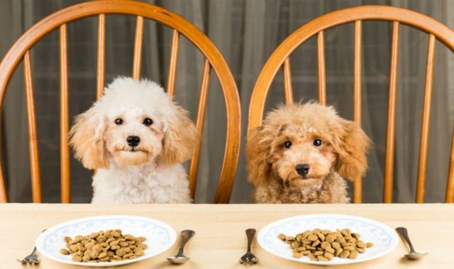 Healthy Recipes for Pets