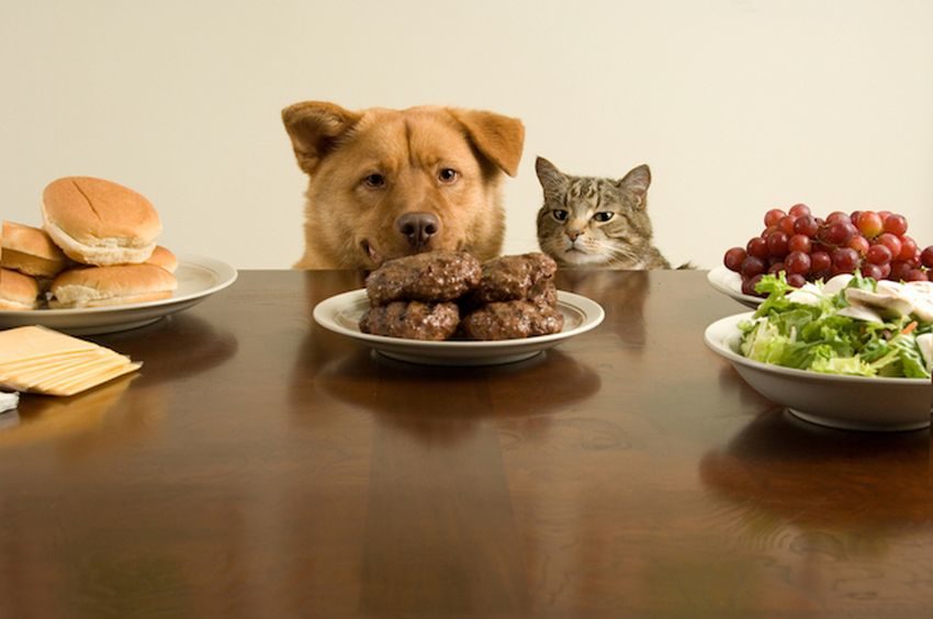 Healthy Recipes for Pets