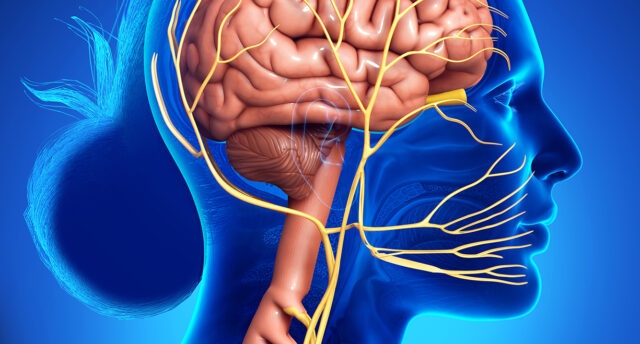 What Happens When The Vagus Nerve Is Triggered? - Health Life And Recipes