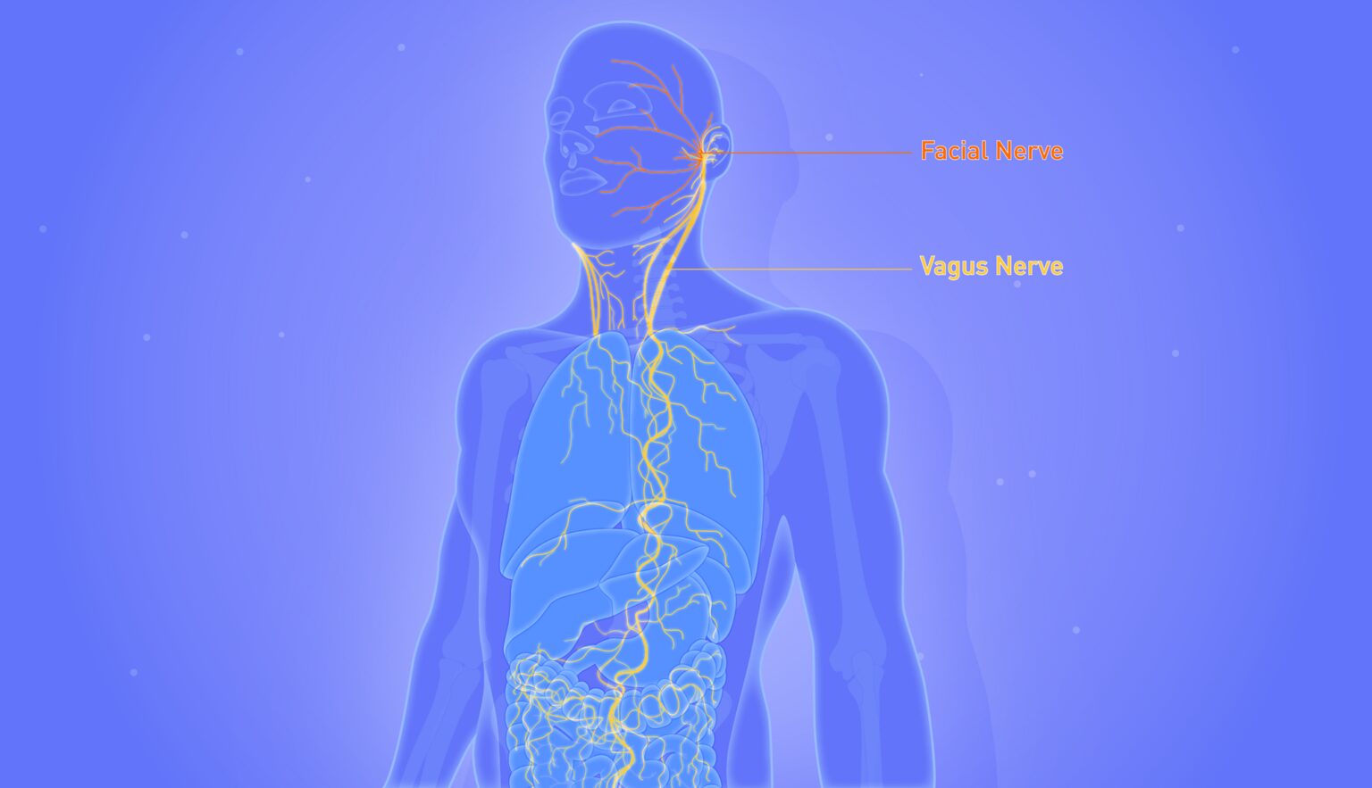 What Happens When The Vagus Nerve Is Triggered? Health Life and Recipes