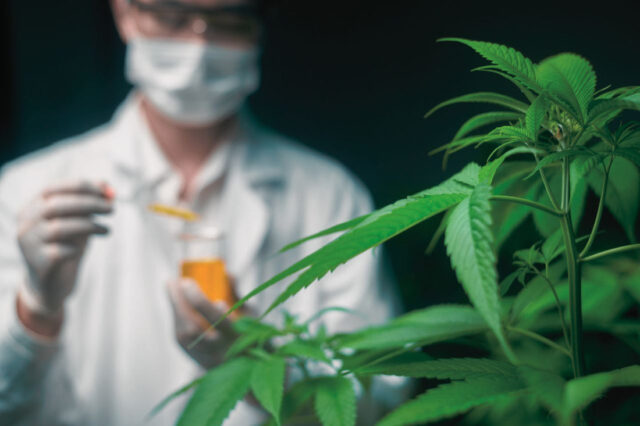 The Art and Science of Cultivation- medical cannabis