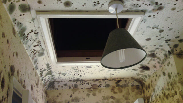 Does House Mold Affect Your Health