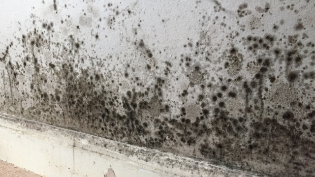 Signs of Mold in Your Home